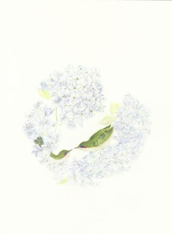 The image is a drawing of a white flower with green leaves, created by artist Weila Suo. The sketch features ink illustrations and is categorized under child art.